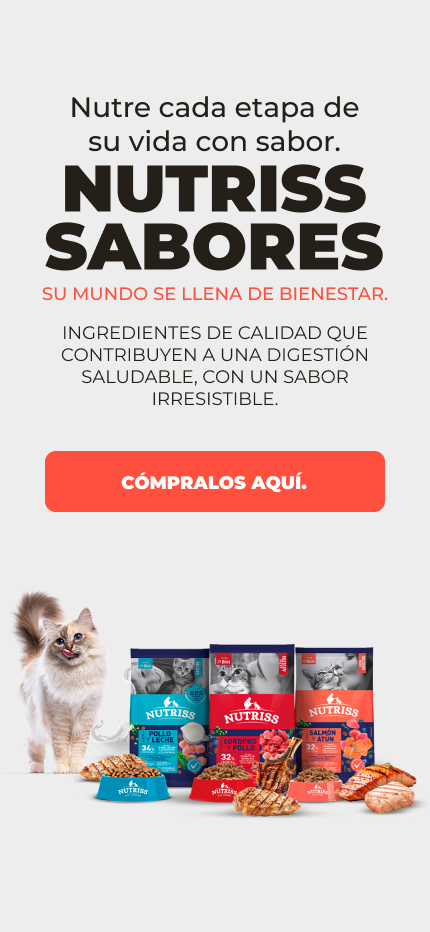 BNG - NUTRISS SABORES 2026